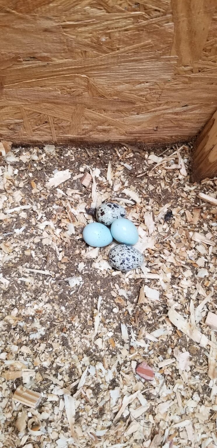 Main Reasons Quail Stop Laying Eggs (or Never Start) - Iridescent Eggs