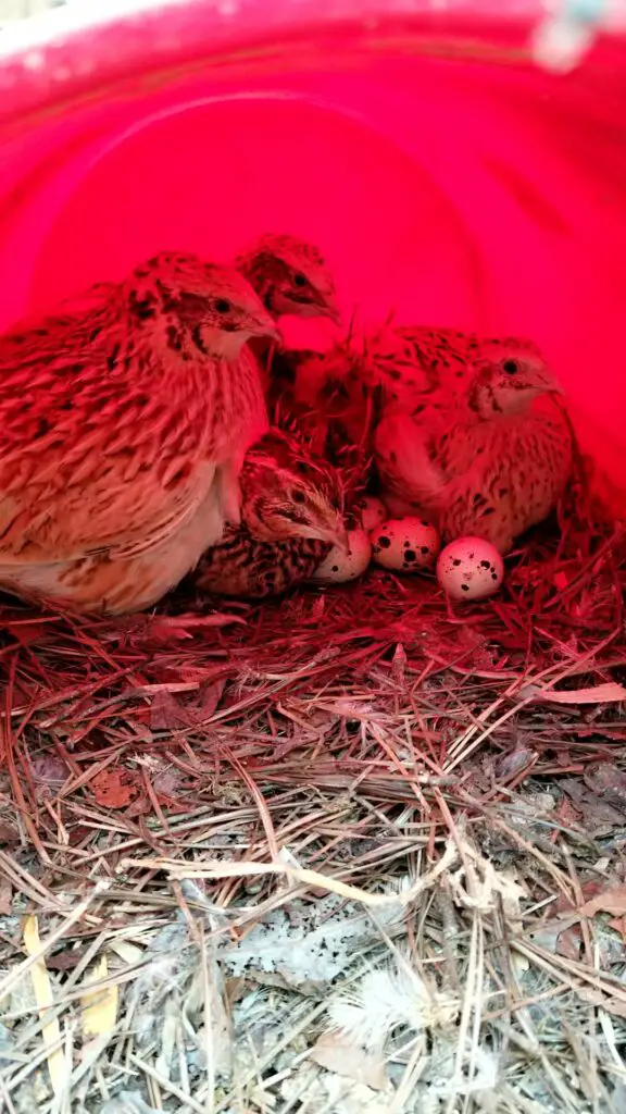 Best Practices for Raising Quail Inside - Iridescent Eggs