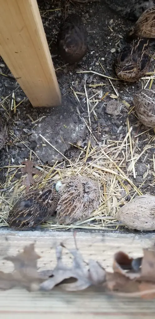 coturnix quail trying to brood their eggs