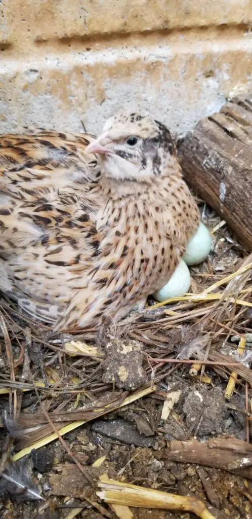 how to get a quail hen to go broody 