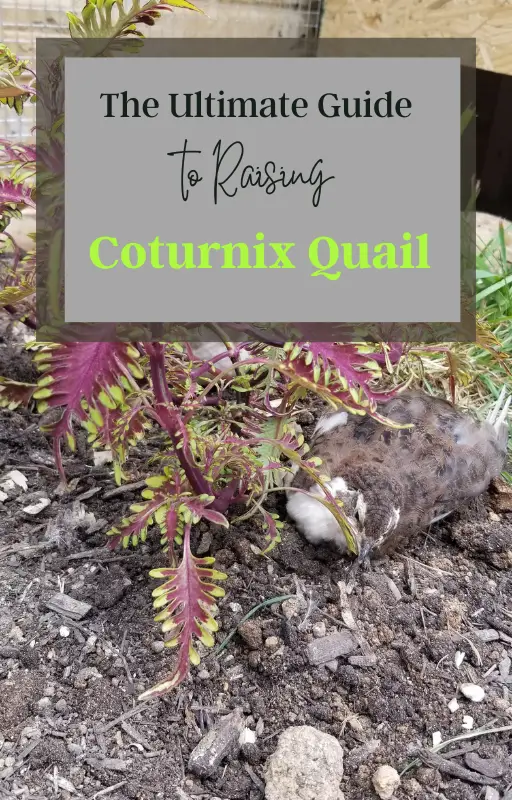 Main Reasons Quail Stop Laying Eggs (or Never Start) - Iridescent Eggs